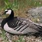 Branta leucopsis