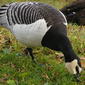 Branta leucopsis (Barnacle Goose)