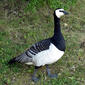 Barnacle Goose 2