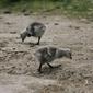 File:Branta leucopsis chick.jpg