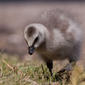 File:Branta Leucopsis Juvenile.jpg